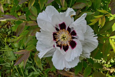 Pembe bir peeonia funruticosa 'nın açık tomurcuğu güzeldir. Yakından büyük şakayık çiçeği. Bahçe bitkileri Beyaz yapraklı Çin şakayığı..