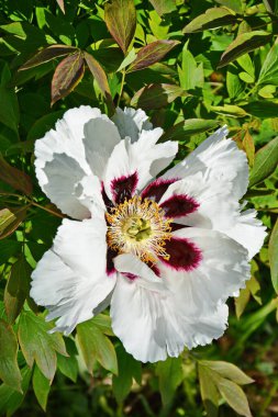 Pembe bir peeonia funruticosa 'nın açık tomurcuğu güzeldir. Yakından büyük şakayık çiçeği. Bahçe bitkileri Beyaz yapraklı Çin şakayığı..