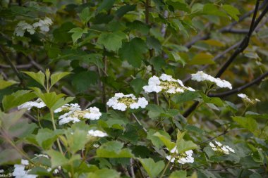 Viburnum opulus, Guelder gülü. Koyu yeşil arka planda çiçek açan güzel beyaz Viburum çalıları. Seçici odaklanma, yakın plan. Yeşil tasarım için doğa konsepti.
