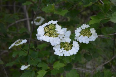 Viburnum opulus, Guelder gülü. Koyu yeşil arka planda çiçek açan güzel beyaz Viburum çalıları. Seçici odaklanma, yakın plan. Yeşil tasarım için doğa konsepti.