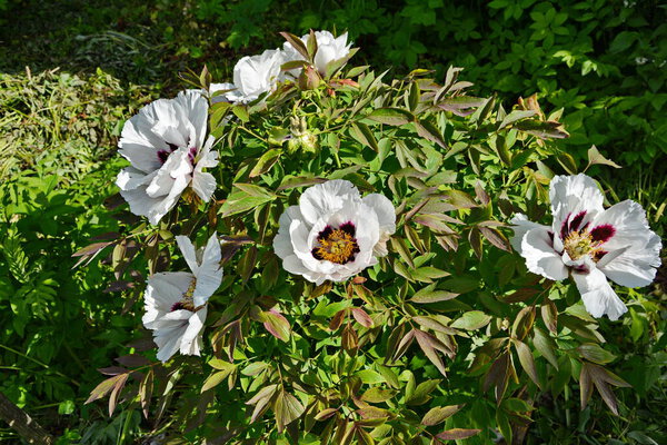 The open bud of a pink Paeonia suffruticosa is beautiful. Big peony flower close up. Garden plants. Chinese peony with white petals outdoor.