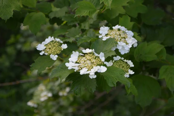 Viburnum Opulus Guelder Rose Belles Fleurs Blanches Arbuste Viburnum Fleurs — Photo