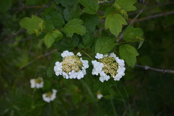 Viburnum Opulus Róża Gueldera Piękne Białe Kwiaty Kwitnącego Krzewu Viburnum — Zdjęcie stockowe