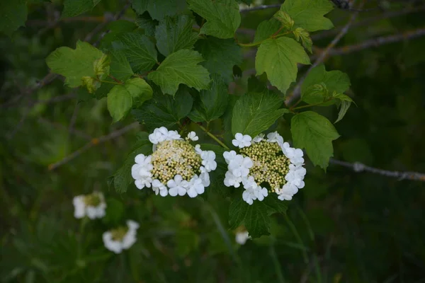 Viburnum Opulus Guelder Rose Belles Fleurs Blanches Arbuste Viburnum Fleurs — Photo