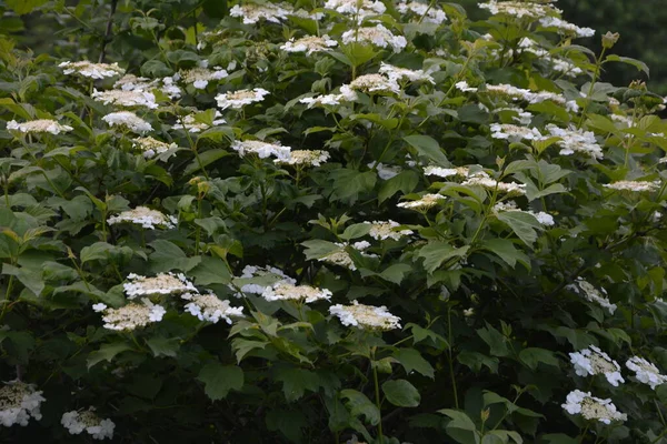 Viburnum Opulus Guelder Rose Belas Flores Brancas Floração Arbusto Viburnum — Fotografia de Stock