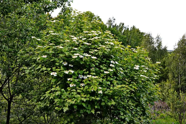 Viburnum Opulus Guelder Rózsa Gyönyörű Fehér Virágok Virágzó Viburnum Bokor — Stock Fotó