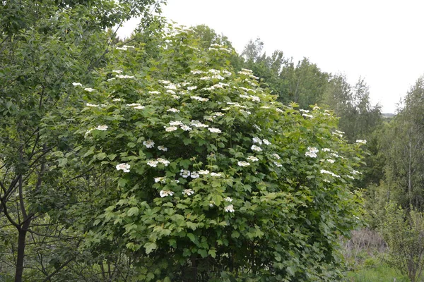 Viburnum Opulus Guelder Rose Hermosas Flores Blancas Del Floreciente Arbusto —  Fotos de Stock