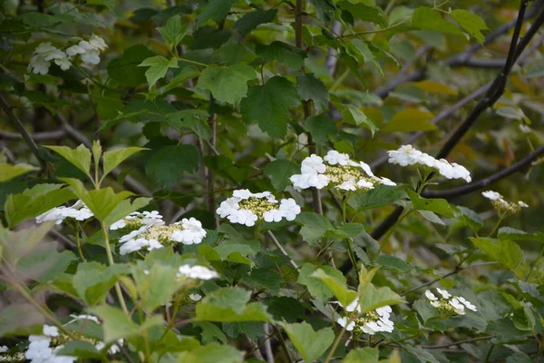 Viburnum Opulus Guelder Rose Beautiful White Flowers Blooming Viburnum Shrub — Stock Photo, Image