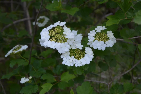ビブルナム オプス ゲルダー ローズ 濃い緑色の背景にViburnum低木を咲かせる美しい白い花を咲かせます 選択的フォーカス クローズアップ 緑のデザインのための自然コンセプト — ストック写真