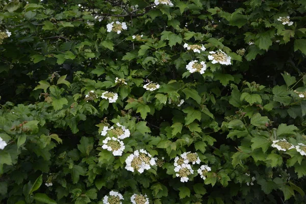 Viburnum Opulus Guelder Rose Hermosas Flores Blancas Del Floreciente Arbusto —  Fotos de Stock