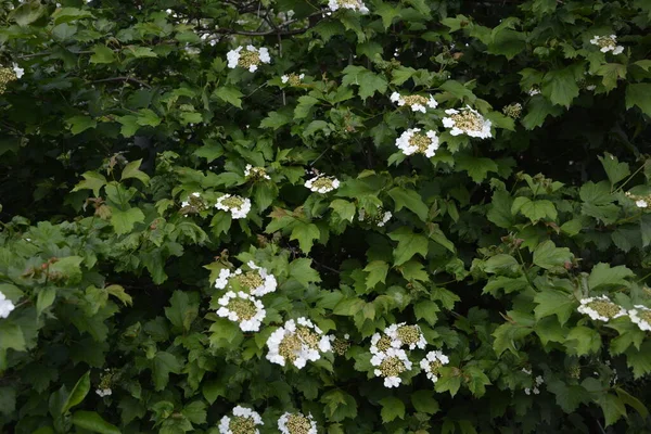 Viburnum Opulus Guelder Vstal Krásné Bílé Květy Kvetoucího Viburnum Keře — Stock fotografie