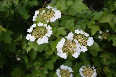 Viburnum opulus, Guelder gülü. Koyu yeşil arka planda çiçek açan güzel beyaz Viburum çalıları. Seçici odaklanma, yakın plan. Yeşil tasarım için doğa konsepti.