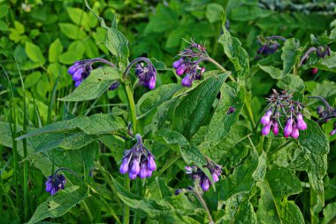 Comfrey çiçekleri, Symphytum officinale,