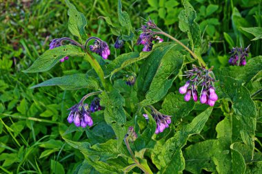 Comfrey çiçekleri, Symphytum officinale,