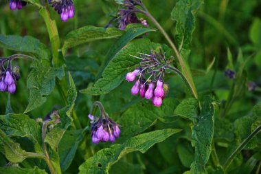 Comfrey çiçekleri, Symphytum officinale,