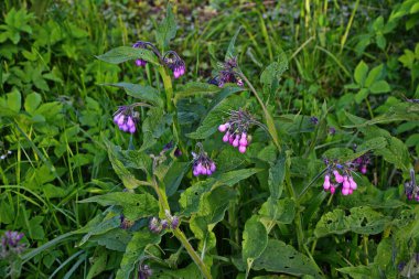 Comfrey çiçekleri, Symphytum officinale,