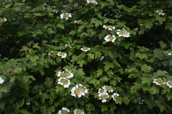 Viburnum Opulus Guelder Rose Beautiful White Flowers Blooming Viburnum Shrub — Stock Photo, Image