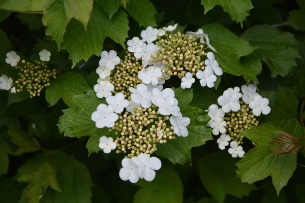 Viburnum Opulus Guelder Vstal Krásné Bílé Květy Kvetoucího Viburnum Keře — Stock fotografie