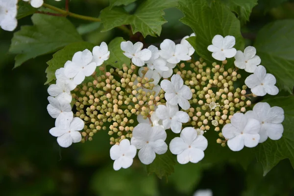 Viburnum Opulus Róża Gueldera Piękne Białe Kwiaty Kwitnącego Krzewu Viburnum — Zdjęcie stockowe