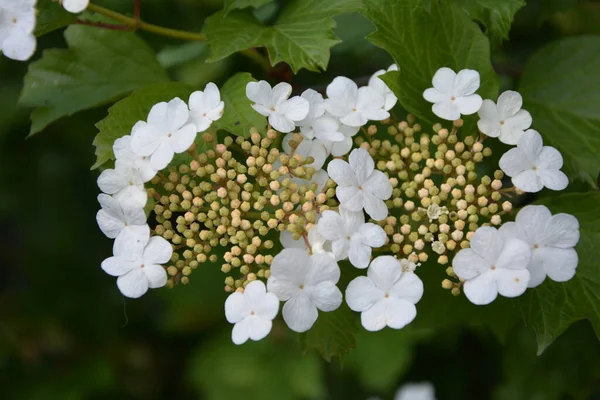 Viburnum Opulus Guelder Vstal Krásné Bílé Květy Kvetoucího Viburnum Keře — Stock fotografie
