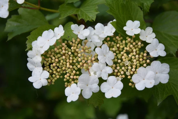 Viburnum Opulus Guelder Vstal Krásné Bílé Květy Kvetoucího Viburnum Keře — Stock fotografie