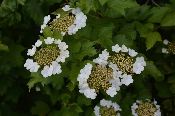 Viburnum Opulus Dollarrose Schöne Weiße Blüten Von Blühendem Viburnum Strauch — Stockfoto