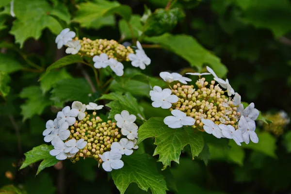 Viburnum Opulus Guelder Rose Belles Fleurs Blanches Arbuste Viburnum Fleurs — Photo