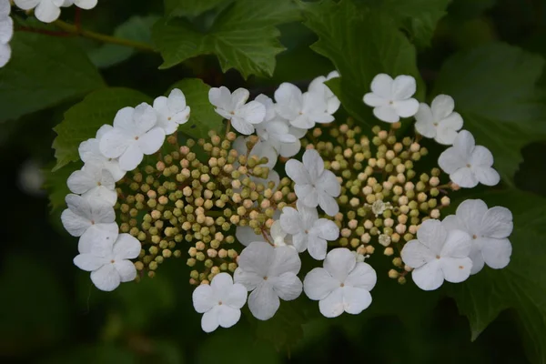Viburnum Opulus Guelder Vstal Krásné Bílé Květy Kvetoucího Viburnum Keře — Stock fotografie