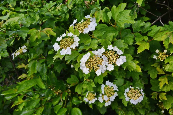 Viburnum Opulus Guelder Roos Mooie Witte Bloemen Van Bloeiende Viburnum — Stockfoto
