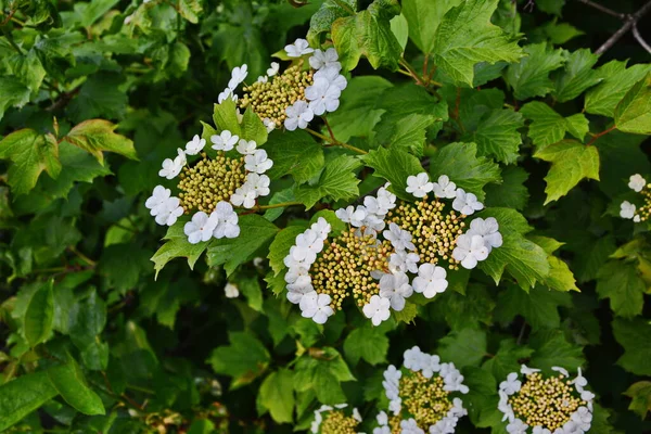 Viburnum Opulus Dollarrose Schöne Weiße Blüten Von Blühendem Viburnum Strauch — Stockfoto