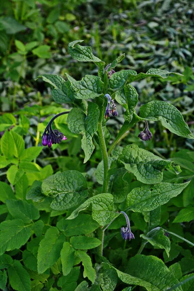 Kwiaty Pospolitego Comfrey Symphytum Officinale — Zdjęcie stockowe