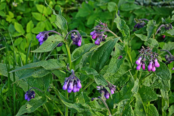 Közönséges Comfrey Virágok Symphytum Officinale — Stock Fotó