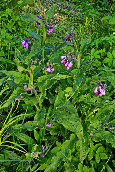 Bloemen Van Gemeenschappelijke Comfrey Symphytum Officinale — Stockfoto