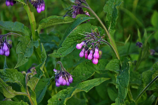 Közönséges Comfrey Virágok Symphytum Officinale — Stock Fotó