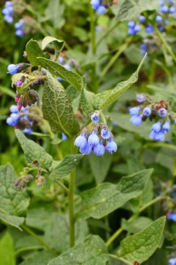 Symphytum caucasicum, Kafkas Comfrey (
