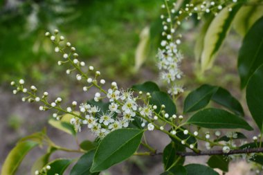 Mayıs ayında Prunus serotina 'nın çiçek açan dalları. Vahşi siyah kiraz (Prunus serotina) çiçekleri bahar güneşinde parlar. Vahşi kara kiraz çiçekleri baharda bir daldan sarkan.