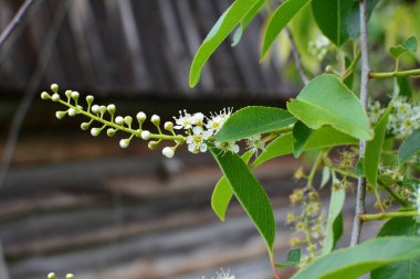 Mayıs ayında Prunus serotina 'nın çiçek açan dalları. Vahşi siyah kiraz (Prunus serotina) çiçekleri bahar güneşinde parlar. Vahşi kara kiraz çiçekleri baharda bir daldan sarkan.