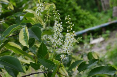 Mayıs ayında Prunus serotina 'nın çiçek açan dalları. Vahşi siyah kiraz (Prunus serotina) çiçekleri bahar güneşinde parlar. Vahşi kara kiraz çiçekleri baharda bir daldan sarkan.
