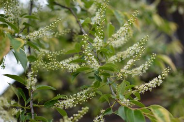 Mayıs ayında Prunus serotina 'nın çiçek açan dalları. Vahşi siyah kiraz (Prunus serotina) çiçekleri bahar güneşinde parlar. Vahşi kara kiraz çiçekleri baharda bir daldan sarkan.