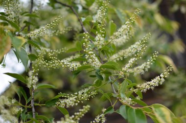 Mayıs ayında Prunus serotina 'nın çiçek açan dalları. Vahşi siyah kiraz (Prunus serotina) çiçekleri bahar güneşinde parlar. Vahşi kara kiraz çiçekleri baharda bir daldan sarkan.