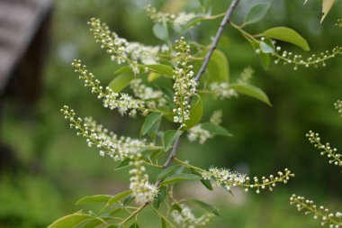 Mayıs ayında Prunus serotina 'nın çiçek açan dalları. Vahşi siyah kiraz (Prunus serotina) çiçekleri bahar güneşinde parlar. Vahşi kara kiraz çiçekleri baharda bir daldan sarkan.