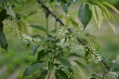 Mayıs ayında Prunus serotina 'nın çiçek açan dalları. Vahşi siyah kiraz (Prunus serotina) çiçekleri bahar güneşinde parlar. Vahşi kara kiraz çiçekleri baharda bir daldan sarkan.