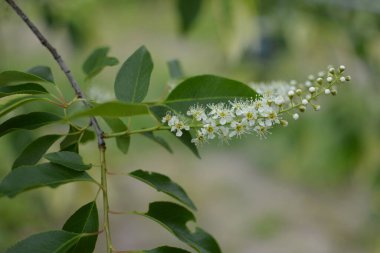 Mayıs ayında Prunus serotina 'nın çiçek açan dalları. Vahşi siyah kiraz (Prunus serotina) çiçekleri bahar güneşinde parlar. Vahşi kara kiraz çiçekleri baharda bir daldan sarkan.