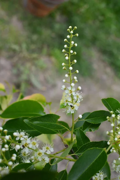 Rami Fioriti Prunus Serotina Maggio Fiori Ciliegio Nero Selvatico Prunus — Foto Stock