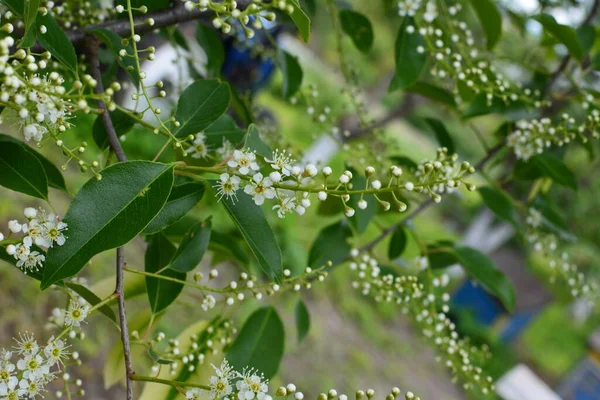Mayıs ayında Prunus serotina 'nın çiçek açan dalları. Vahşi siyah kiraz (Prunus serotina) çiçekleri bahar güneşinde parlar. Vahşi kara kiraz çiçekleri baharda bir daldan sarkan.
