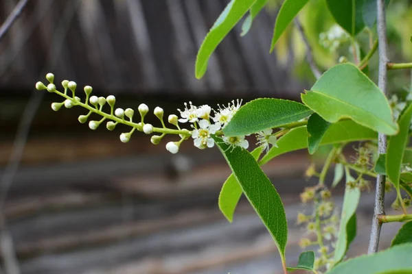 Цветущие Ветви Prunus Serotina Мае Дикая Черная Вишня Prunus Serotina — стоковое фото