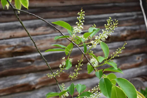 Kwitnące Gałęzie Serotiny Prunus Maju Dzika Czeremcha Prunus Serotina Kwitnie — Zdjęcie stockowe