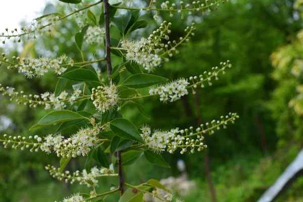 Ramos Florescentes Prunus Serotina Maio Cereja Preta Selvagem Prunus Serotina — Fotografia de Stock