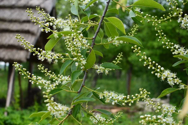 Ramuri Înfloritoare Ale Serotinei Prunus Luna Mai Cireșele Negre Sălbatice — Fotografie, imagine de stoc