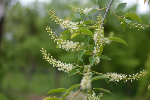 Rami Fioriti Prunus Serotina Maggio Fiori Ciliegio Nero Selvatico Prunus — Foto Stock